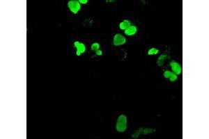 Anti-NEUROG1 mouse monoclonal antibody (ABIN2452622) immunofluorescent staining of COS7 cells transiently transfected by pCMV6-ENTRY NEUROG1 (RC207029). (Neurogenin 1 anticorps)