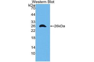 Western Blotting (WB) image for anti-Gap Junction Protein, alpha 1, 43kDa (GJA1) (AA 180-382) antibody (ABIN3208918) (Connexin 43/GJA1 anticorps  (AA 180-382))