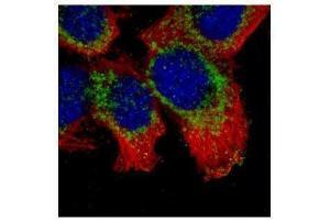 ICC/IF Image Confocal immunofluorescence analysis (Olympus FV10i) of methanol-fixed A431, using Synaptophysin, antibody (Green) at 1:500 dilution. (Synaptophysin anticorps  (C-Term))