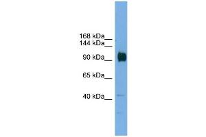 WB Suggested Anti-Zfp445 Antibody Titration:  0. (ZNF445 anticorps  (Middle Region))