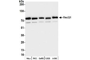 Western Blotting (WB) image for anti-RecQ Protein-Like (DNA Helicase Q1-Like) (RECQL) (AA 1-50) antibody (ABIN7453821)