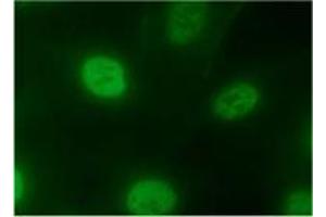 Immunofluorescence (IF) image for anti-Heterogeneous Nuclear Ribonucleoprotein A2/B1 (HNRNPA2B1) antibody (ABIN1449240) (HNRNPA2B1 anticorps)