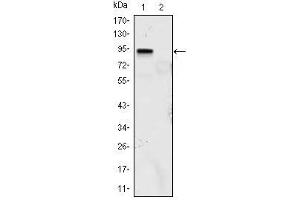 Western Blot showing KLF4 antibody used against KLF4 (aa2-470)-hIgGFc transfected HEK293 (1) and HEK293 (2) cell lysate. (KLF4 anticorps)