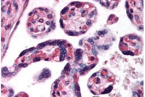 Human Placenta (formalin-fixed, paraffin-embedded) stained with DKK1 antibody ABIN296913 at 10 ug/ml followed by biotinylated anti-goat IgG secondary antibody ABIN481715, alkaline phosphatase-streptavidin and chromogen. (DKK1 anticorps  (AA 250-262))