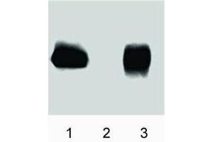 Western blot analysis of eNOS (pT495). (ENOS anticorps  (pThr495))