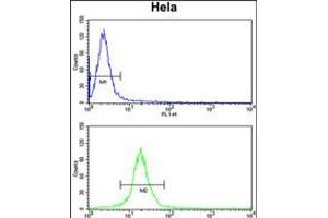 Flow cytometry analysis of Hela cells (bottom histogram) compared to a negative control cell (top histogram). (TUFM anticorps  (N-Term))