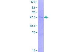 Image no. 1 for Nicotinamide Nucleotide Adenylyltransferase 3 (NMNAT3) (AA 1-215) protein (GST tag) (ABIN1312720)