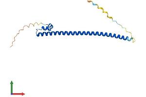AlphaFold protein structure predicition of Mouse Recombinant Maff Protein, UniprotID O54791