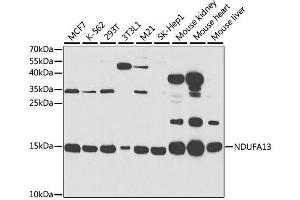 Western blot analysis of extracts of various cell lines, using NDUFA13 antibody. (NDUFA13 anticorps  (AA 52-144))