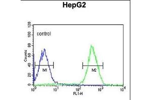 PUR4 Antibody (N-term) (ABIN650947 and ABIN2840005) flow cytometric analysis of HepG2 cells (right histogram) compared to a negative control cell (left histogram). (PFAS anticorps  (N-Term))