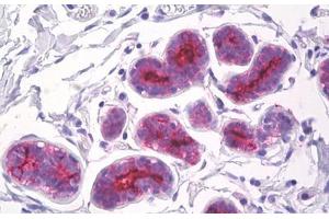 Image no. 1 for anti-Mucin 1 (MUC1) antibody (ABIN1496298) (MUC1 anticorps)