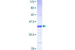 Image no. 1 for Protocadherin alpha 7 (PCDHA7) (AA 143-241) protein (GST tag) (ABIN1314186)