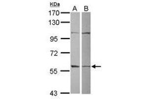Image no. 1 for anti-Glutamate-Rich WD Repeat Containing 1 (GRWD1) (AA 1-273) antibody (ABIN1498535) (GRWD1 anticorps  (AA 1-273))