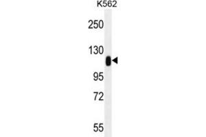 Western Blotting (WB) image for anti-Tripartite Motif Containing 28 (TRIM28) antibody (ABIN2996412) (KAP1 anticorps)