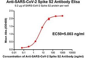 Elisa plate pre-coated by 2 μg/mL(100 μL/well) SARS-CoV-2 Spike S2 protein can bind Rabbit Anti-SARS-CoV-2 Spike S2 monoclonal antibody (clone:DM39) in a linear range of 0. (SARS-CoV-2 Spike anticorps)