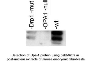 Image no. 2 for anti-Optic Atrophy 1 (Autosomal Dominant) (OPA1) (AA 500-600), (Internal Region) antibody (ABIN363578) (OPA1 anticorps  (Internal Region))