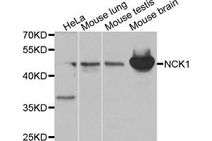 Western blot analysis of extracts of various cell lines, using NCK1 antibody (ABIN5970387) at 1/1000 dilution. (NCK1 anticorps)