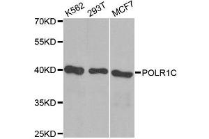 Western blot analysis of extracts of various cell lines, using POLR1C antibody.
