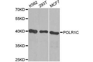 Western blot analysis of extracts of various cell lines, using POLR1C antibody. (POLR1C anticorps  (AA 1-200))