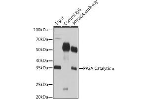Immunoprecipitation analysis of 200 μg extracts of 293T cells using 3 μg PP2A Catalytic α antibody . (PPP2CA anticorps  (AA 1-309))