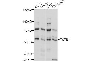 Western blot analysis of extracts of various cell lines, using TCTN1 antibody (ABIN6292812) at 1:1000 dilution. (TCTN1 anticorps)
