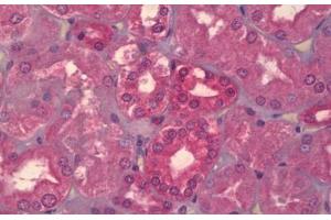 Anti-MAPK8 / JNK1 antibody IHC staining of human kidney.