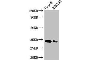 Western Blot Positive WB detected in: HepG2 whole cell lysate, HEK293 whole cell lysate All lanes: CRKL antibody at 3.