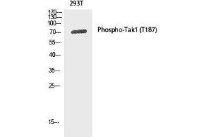 Western Blot analysis of 293T cells using Phospho-MAP3K7 (Thr187) Polyclonal Antibody at dilution of 1:1000 (MAP3K7 anticorps  (pThr187))