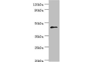 Western blot All lanes: Dual specificity protein phosphatase 7 antibody at 10 μg/mL + HepG2 whole cell lysate Secondary Goat polyclonal to rabbit IgG at 1/10000 dilution Predicted band size: 45, 41 kDa Observed band size: 45 kDa (DUSP7 anticorps  (AA 160-419))