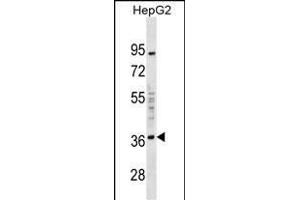 EDA2R Antibody (C-term) (ABIN1536976 and ABIN2849888) western blot analysis in HepG2 cell line lysates (35 μg/lane). (Ectodysplasin A2 Receptor anticorps  (C-Term))