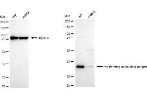 Western blotting analysis using Proliferating cell nuclear antigen antibody (ABIN7799916). (PCNA anticorps)