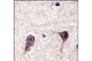 Formalin-fixed and paraffin-embedded human brain tissue reacted with HS2ST1 antibody (N-term), which was peroxidase-conjugated to the secondary antibody, followed by DAB staining.