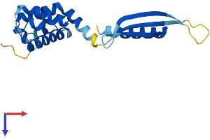 AlphaFold protein structure predicition of Human Recombinant COMMD8 Protein, UniprotID Q9NX08
