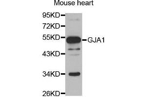 Western Blotting (WB) image for anti-Gap Junction Protein, alpha 1, 43kDa (GJA1) (AA 233-382) antibody (ABIN3023088) (Connexin 43/GJA1 anticorps  (AA 233-382))