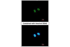 ICC/IF Image Immunofluorescence analysis of paraformaldehyde-fixed A549, using PRDM8, antibody at 1:500 dilution.