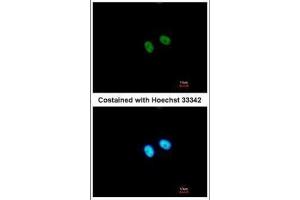 ICC/IF Image Immunofluorescence analysis of paraformaldehyde-fixed A549, using PRDM8, antibody at 1:500 dilution. (PRDM8 anticorps  (N-Term))