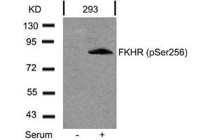 Western blot analysis of extracts from 293 cells untreated or treated with serum using FKHR(Phospho-Ser256) Antibody.