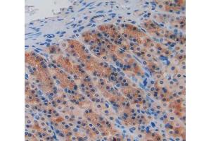 Used in DAB staining on fromalin fixed paraffin- embedded stomach tissue (Caspase 9 anticorps  (AA 1-200))