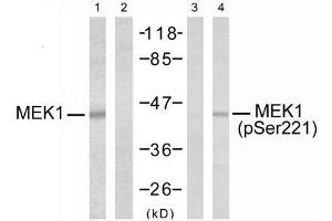 Western blot analysis of extracts from Jurkat cells, using MEK1 (Ab-221) antibody (E021175, Lane 1 and 2) and MEK1 (phospho-Ser221) antibody (E011161, Lane 3 and 4). (MEK1 anticorps  (pSer221))