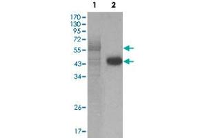 Western blot analysis using PAWR monoclonal antibody, clone 3G9H7  against full-length PAWR recombinant protein (1) and HeLa cell lysate (2). (PAWR anticorps)