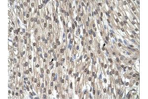SHMT2 antibody was used for immunohistochemistry at a concentration of 4-8 ug/ml. (SHMT2 anticorps)