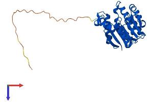 AlphaFold protein structure predicition of Human Recombinant COMTD1 Protein, UniprotID Q86VU5