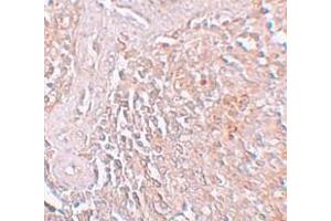 Immunohistochemistry (IHC) image for anti-Solute Carrier Family 39 (Zinc Transporter), Member 8 (SLC39A8) (C-Term) antibody (ABIN1030823) (SLC39A8 anticorps  (C-Term))