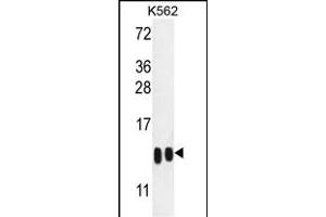 H4-K20 Antibody (N-term) (ABIN651847 and ABIN2840421) western blot analysis in K562 cell line lysates (35 μg/lane). (HIST1H4A anticorps  (N-Term))