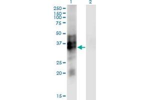 Western Blot analysis of SYP expression in transfected 293T cell line by SYP monoclonal antibody (M01), clone 3B3. (Synaptophysin anticorps  (AA 1-313))