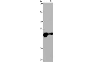 Gel: 6 % SDS-PAGE, Lysate: 40 μg, Lane 1-2: Mouse liver tissue, HepG2 cells, Primary antibody: ABIN7189742(AHRR Antibody) at dilution 1/430, Secondary antibody: Goat anti rabbit IgG at 1/8000 dilution, Exposure time: 2 minutes (AHRR anticorps)