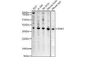 Western blot analysis of extracts of various cell lines, using DKK3 antibody (ABIN3016192, ABIN3016193, ABIN3016194, ABIN1679536 and ABIN6219615) at 1:1000 dilution.