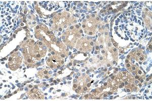 Human kidney (FBXL7 anticorps  (N-Term))