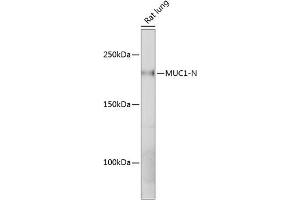 Western blot analysis of extracts of Rat lung, using MUC1 antibody (ABIN7268687) at 1:1000 dilution. (MUC1 anticorps)
