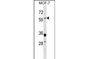 ERVWE1 Antibody (C-term) (ABIN1537404 and ABIN2848686) western blot analysis in MCF-7 cell line lysates (35 μg/lane). (ERVW-1 anticorps  (C-Term))